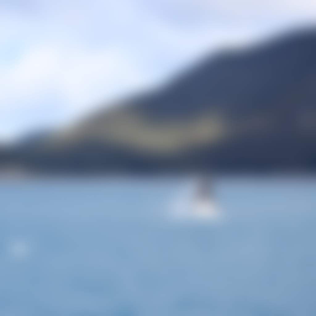 Whale breaching at Wilsons Promontory