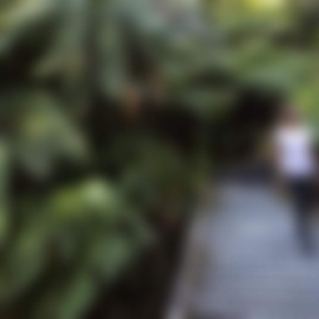 Woman Crossing Bridge past Ferns at Tarra Bulga NP