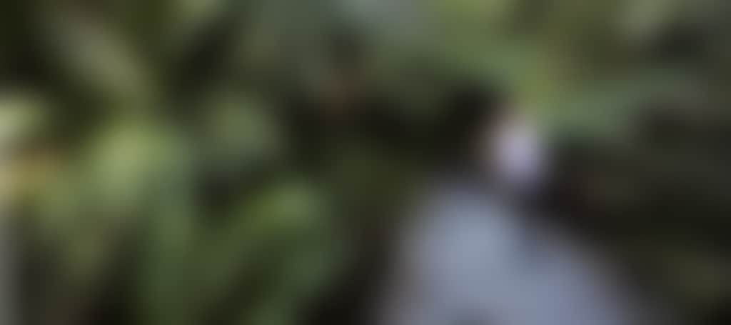 Woman Crossing Bridge past Ferns at Tarra Bulga NP