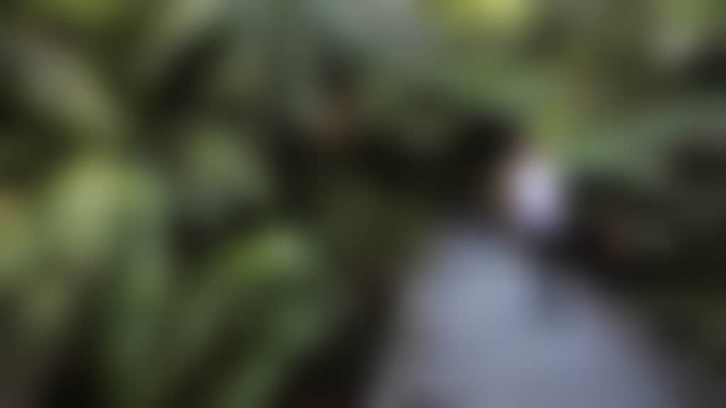 Woman Crossing Bridge past Ferns at Tarra Bulga NP