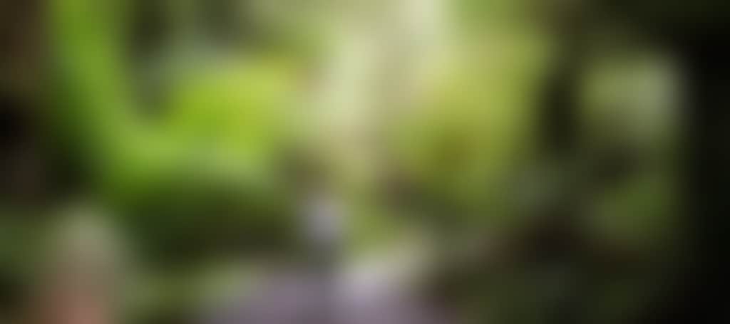 Tarra Bulga National Park person walking through ferns
