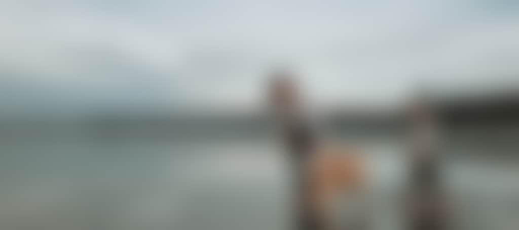 Family with dog on beach at Waratah Bay