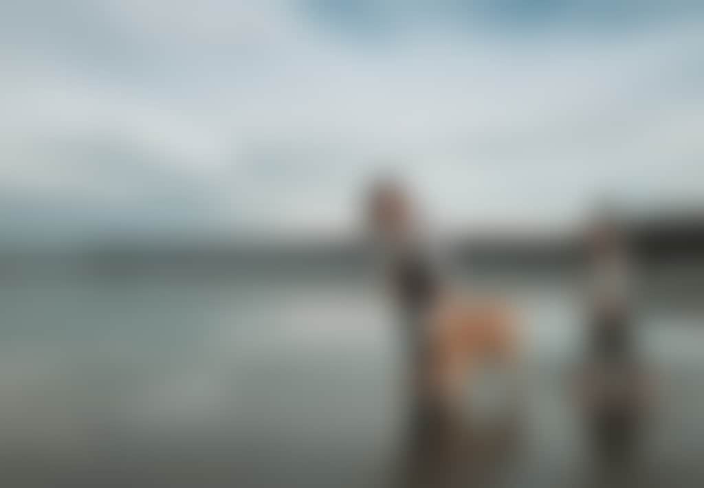 Family with dog on beach at Waratah Bay