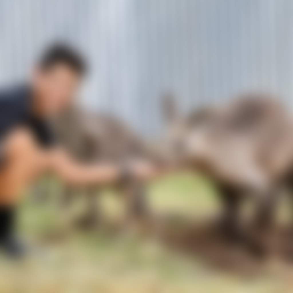 Person feeding kangaroos at Gumbuya World West Gippsland