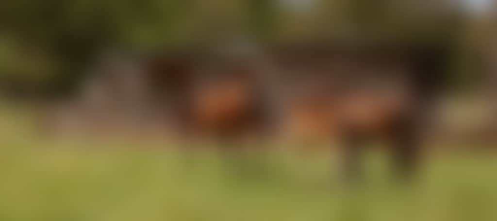 Wattle Bank Farm horses