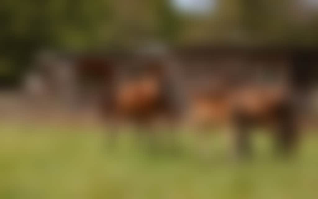 Wattle Bank Farm horses