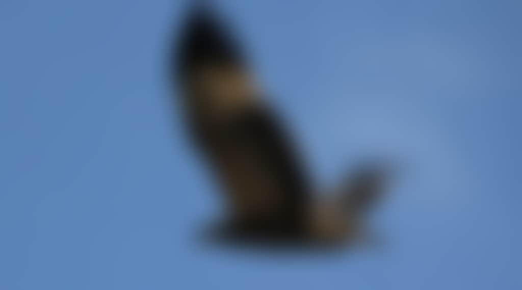 5C17D308480D9Bfb2F59628E66C9C33A