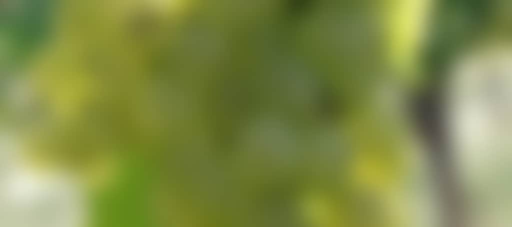 1A9Ee5Ca584C45990Fdfa79F064C9F7A