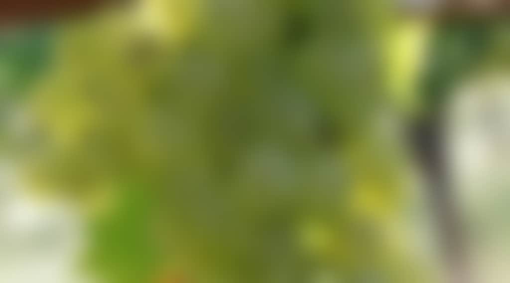 1A9Ee5Ca584C45990Fdfa79F064C9F7A