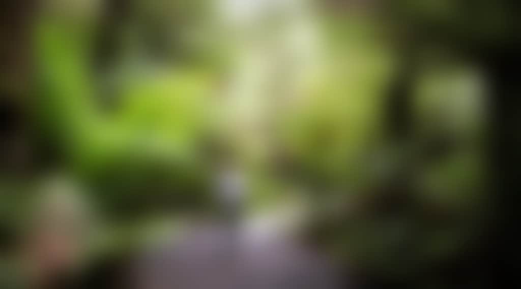 Tarra Bulga National Park woman walking