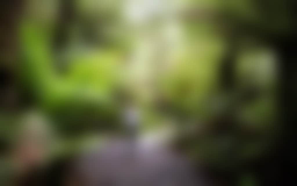 Tarra Bulga National Park woman walking