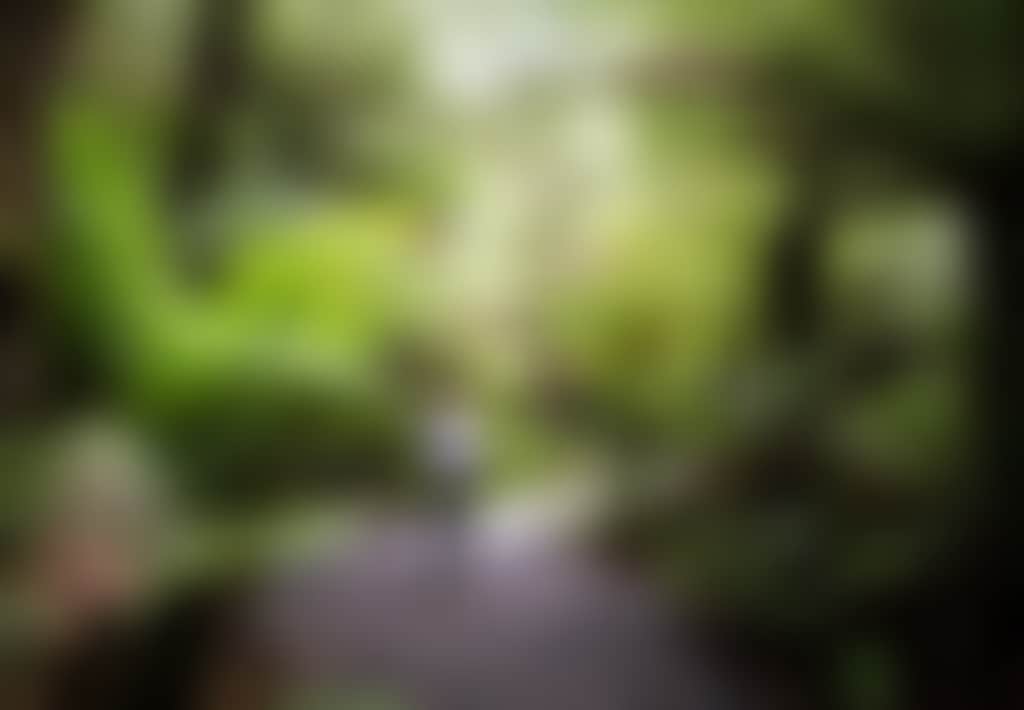 Tarra Bulga National Park woman walking