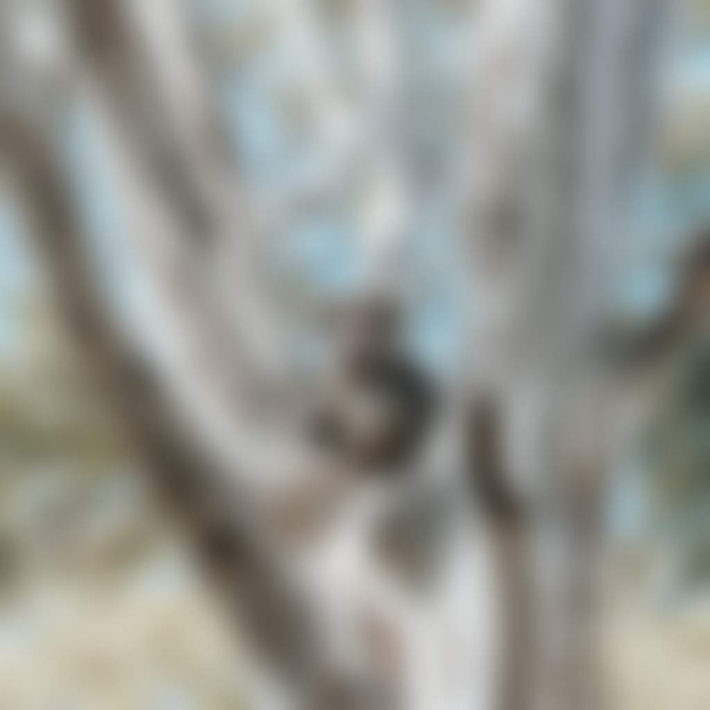 Raymond Island koala in tree