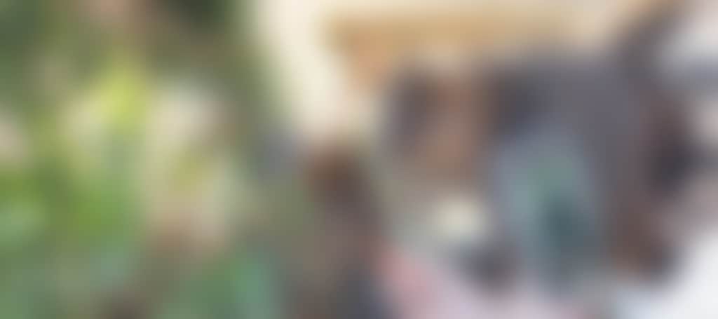 0C4254A7D1Dd464Fbf1D6659723D2127