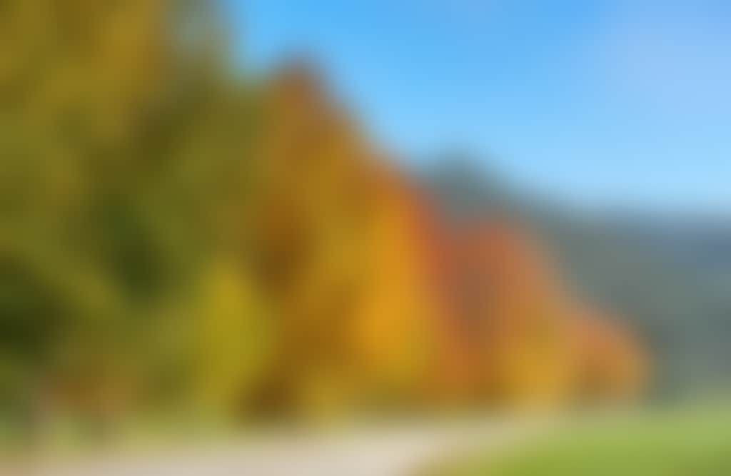 Buchan Line of Autumn Trees