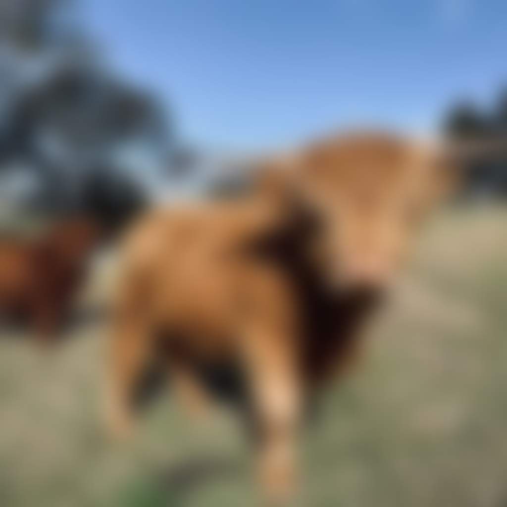 Rivendell Farm Estate highland cow in field at farm stay accommodation