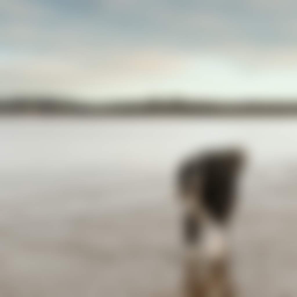 Coronet Bay dog on a beach with stick