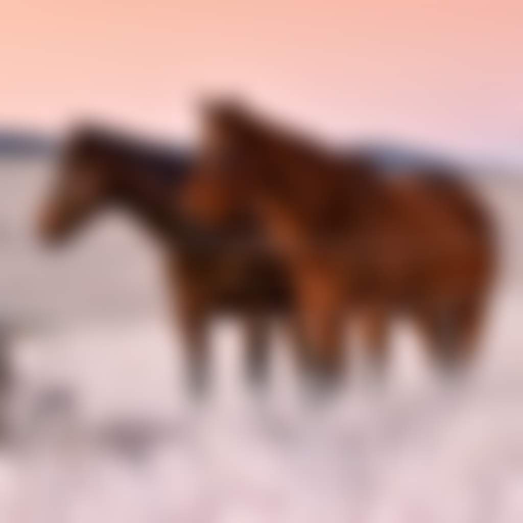 Omeo two horses standing in a frosty paddock at dawn