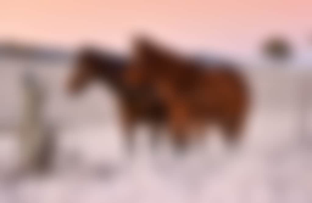 Omeo two horses standing in a frosty paddock at dawn