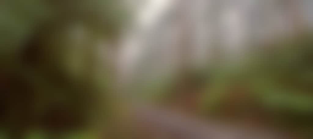 Driving through the rainforest on Grand Ridge Road