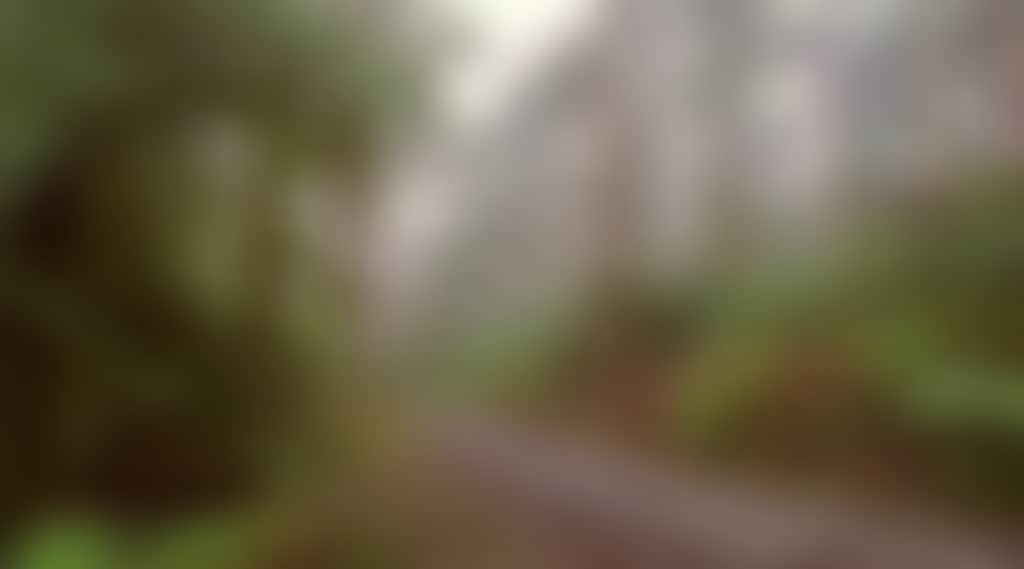 Driving through the rainforest on Grand Ridge Road