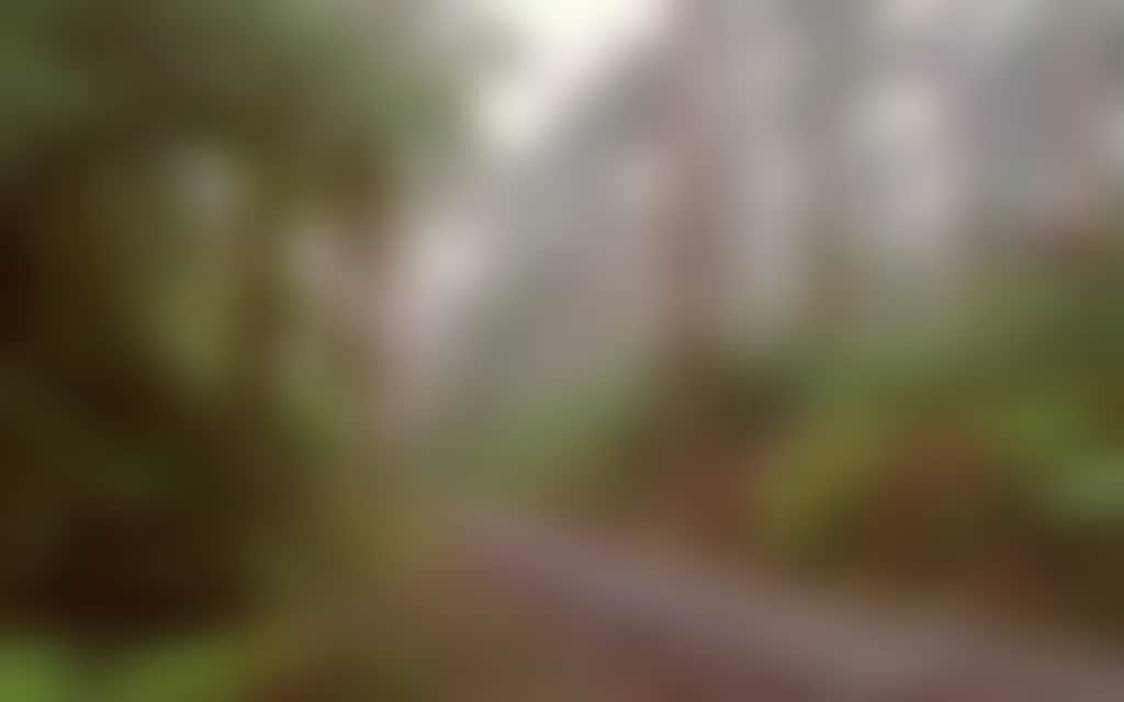 Driving through the rainforest on Grand Ridge Road