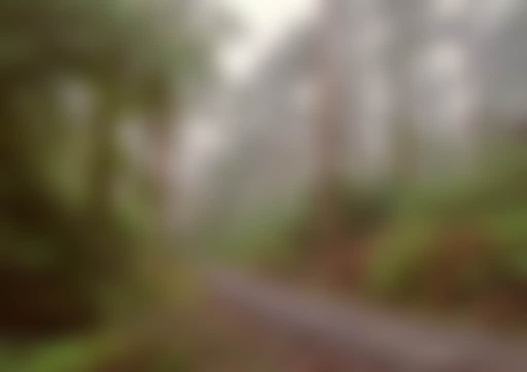 Driving through the rainforest on Grand Ridge Road