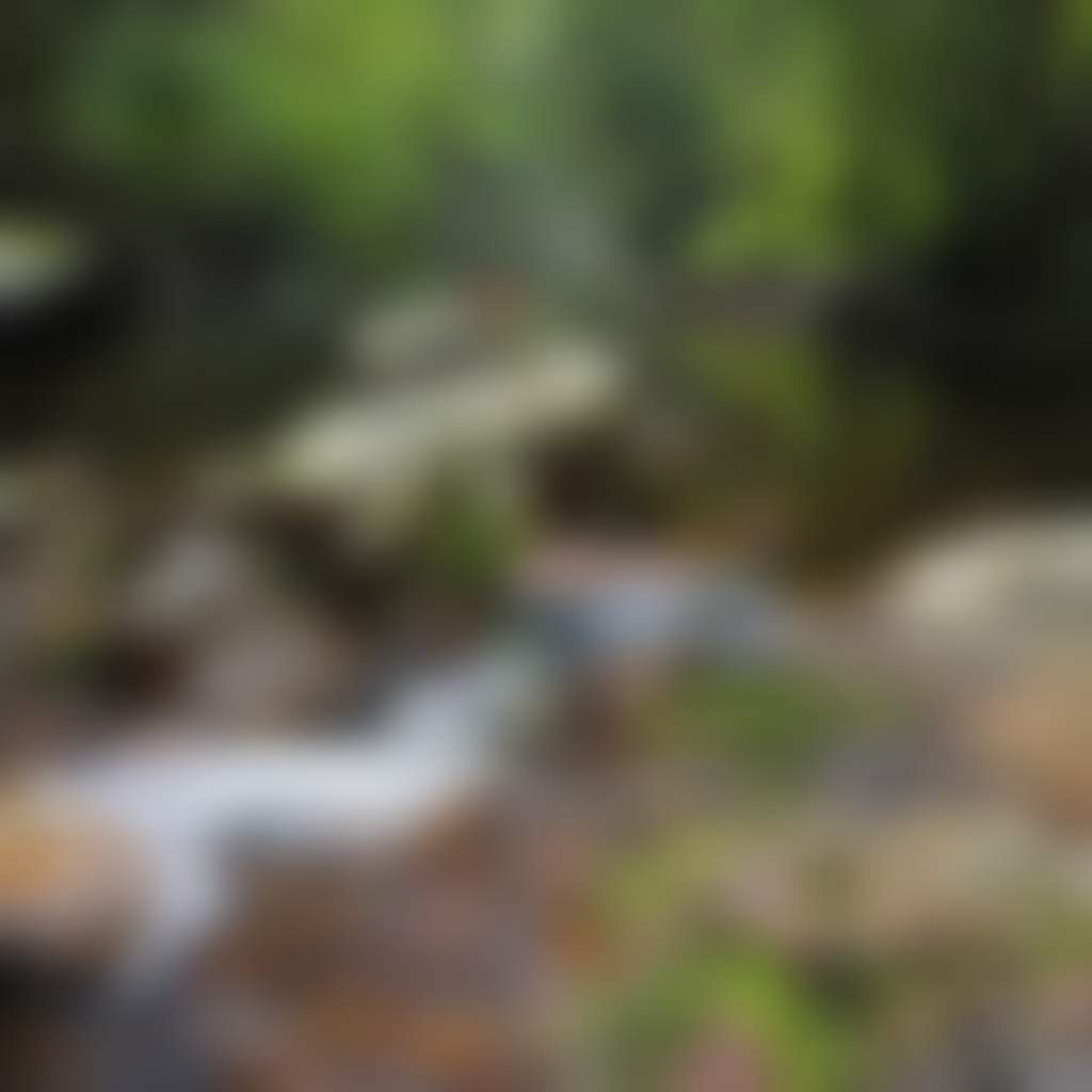 River running over rocks on the Mckenzie River Rainforest Walk