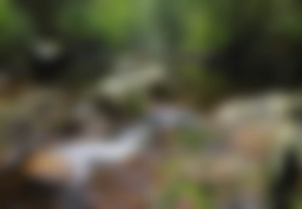 River running over rocks on the Mckenzie River Rainforest Walk