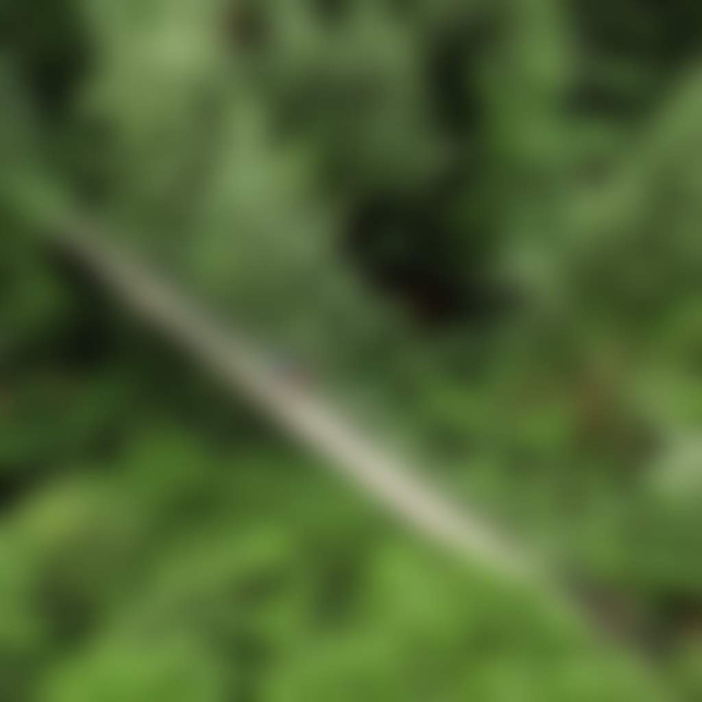 Two people walking on a swing bridge in Tarra Bulga national park