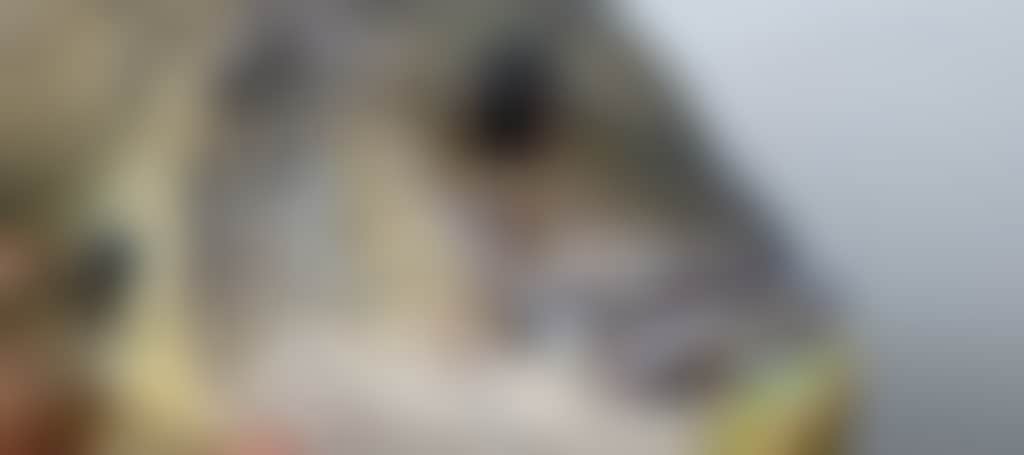 A40Dd8F9857B2802Fe3C15B402490C3C