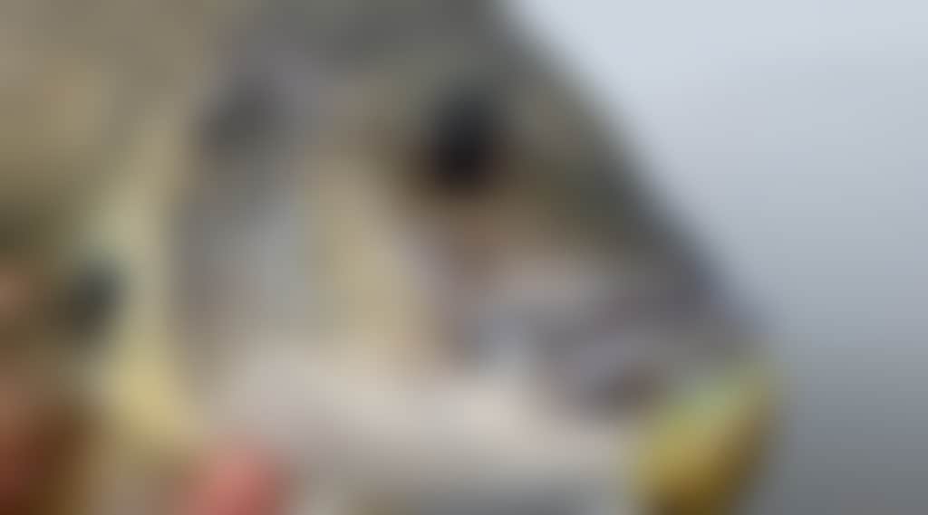 A40Dd8F9857B2802Fe3C15B402490C3C