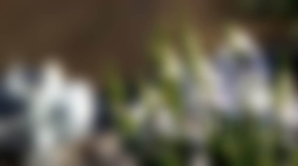 A42D5B74Da99Df1A883Acbf6D1019Dbe