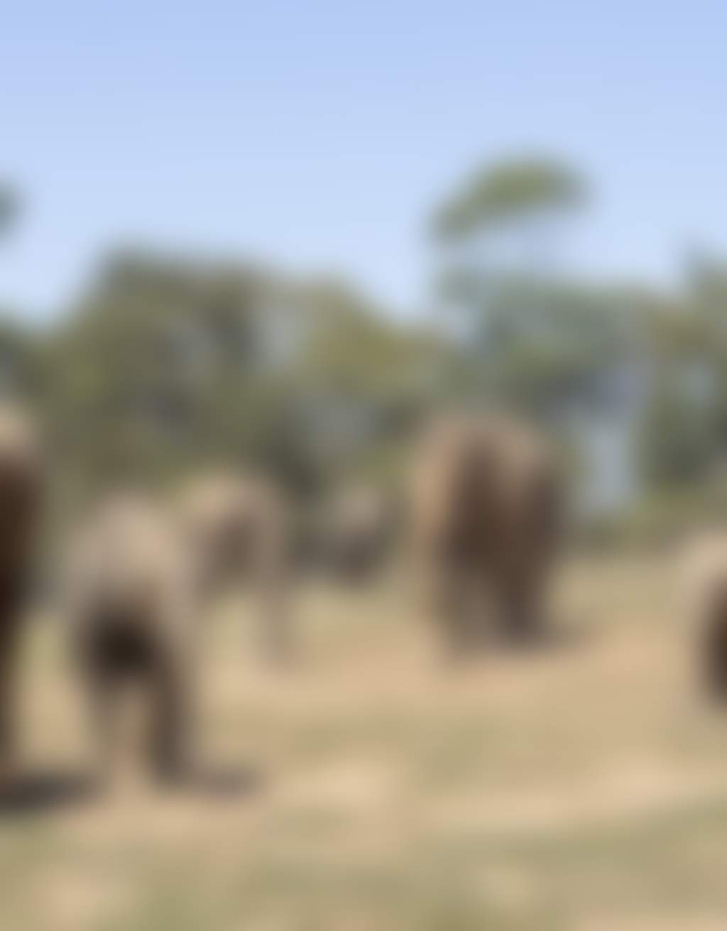 46057 Elephant Trail at Werribee Open Range Zoo Zoos Victoria High Res Original