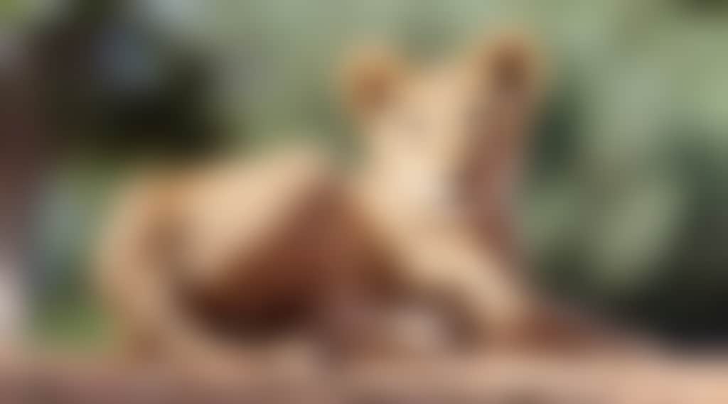 4887Fe8B0506E61Ff46Dff5F575435Da