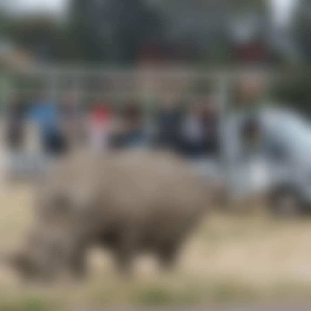 Werribee Open Range Zoo Zoos Victoria Medium Resolution 3000 pixels