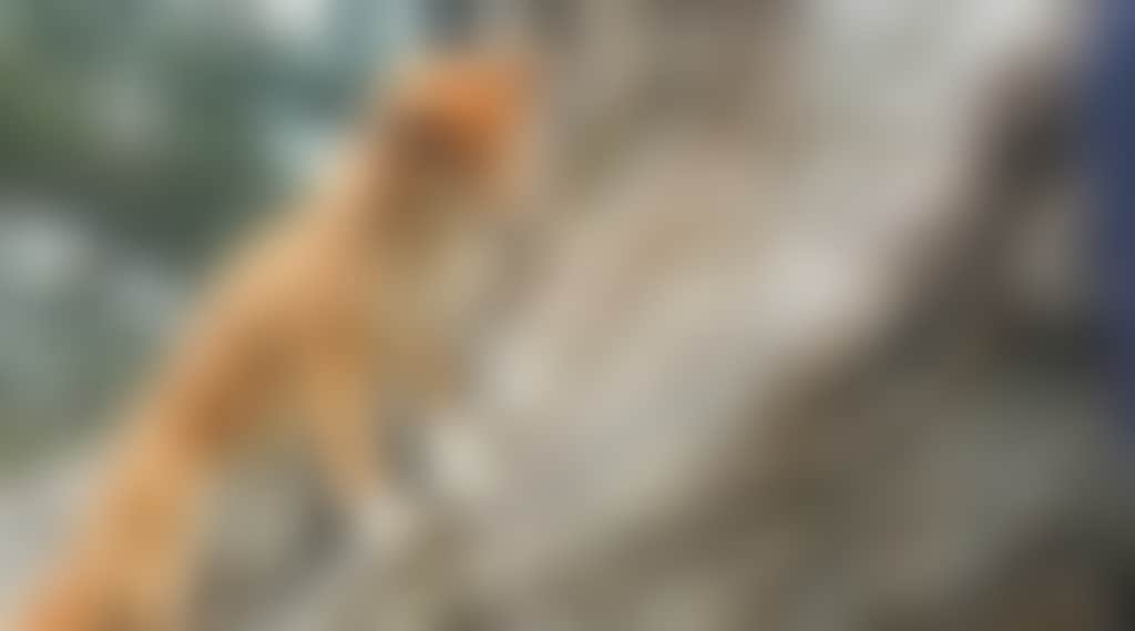 72E29D6C44C4F4F497A65F9F0D1Dafe3