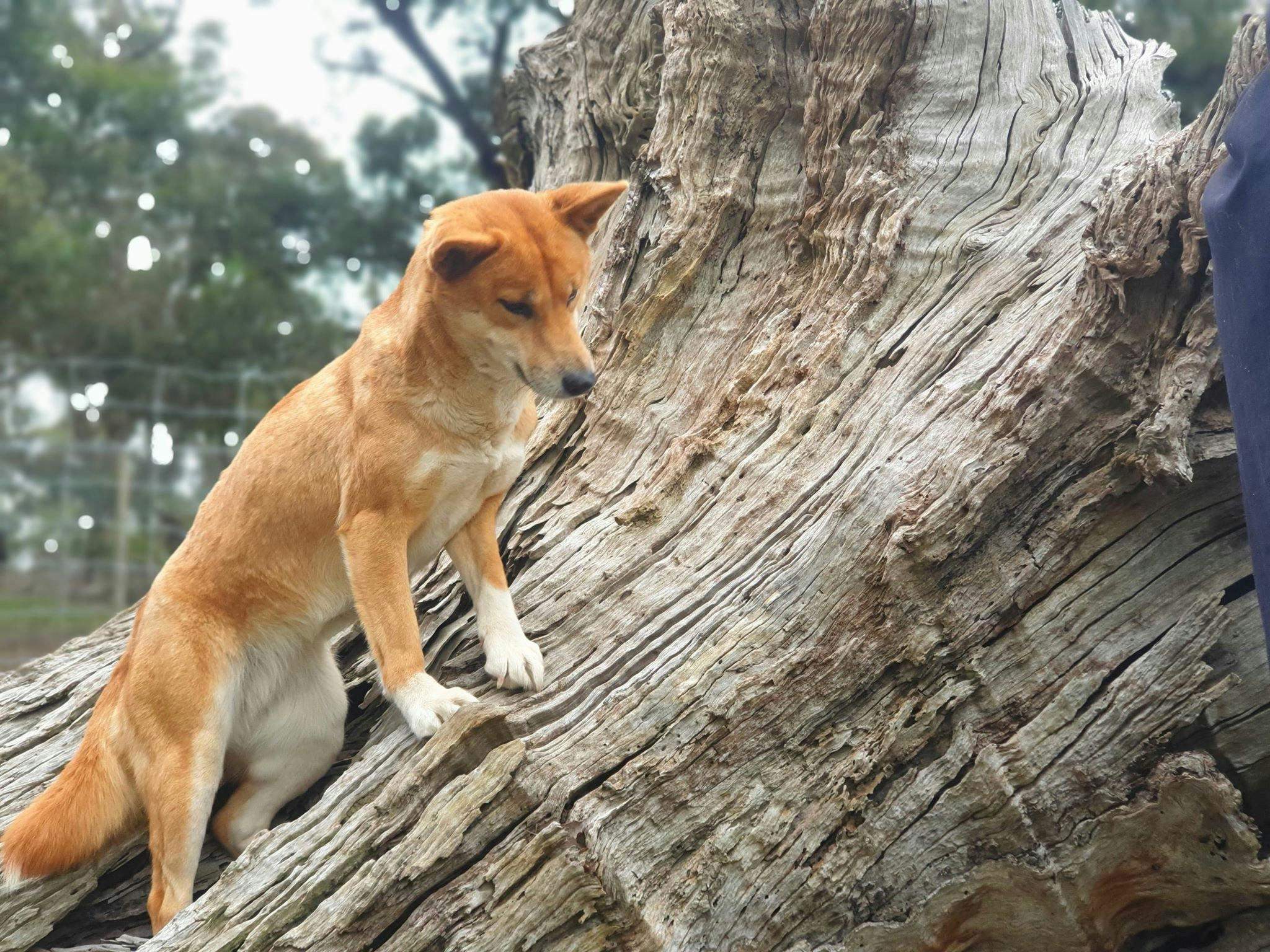 Dingo Discovery Sanctuary and Research Centre | Love West Side