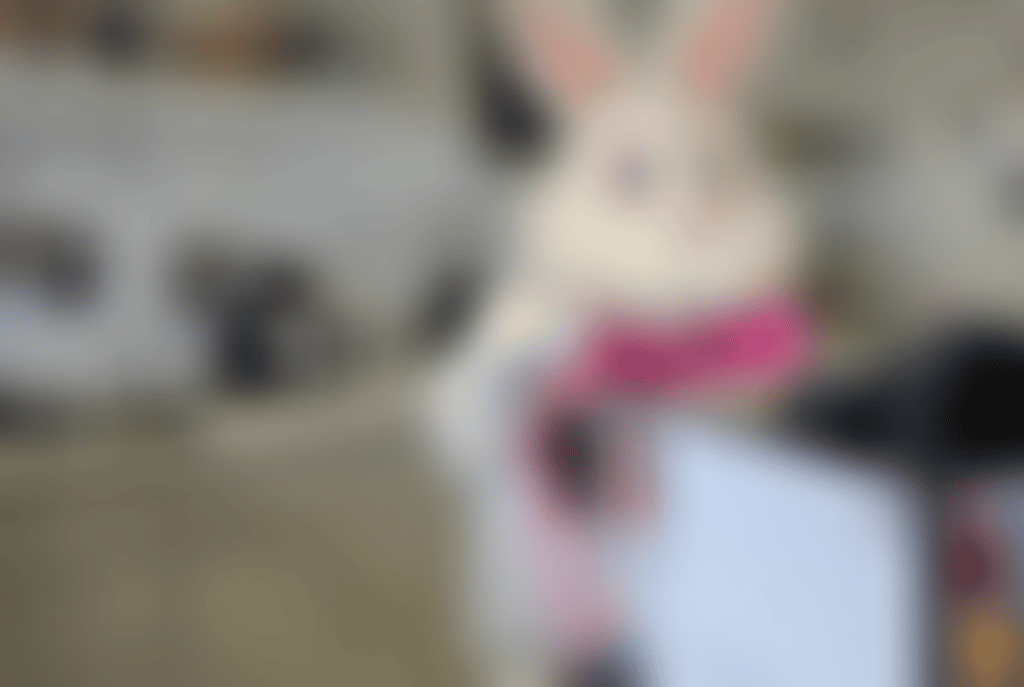 Easter Bunny in cafe