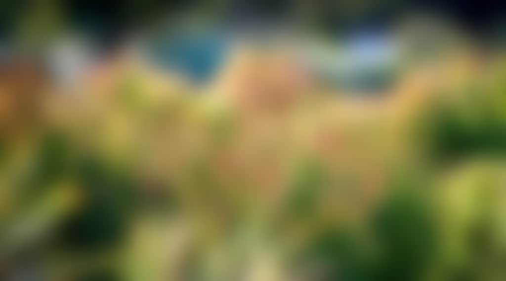 Ca61C88D018837Ce91A0325764Dfa083