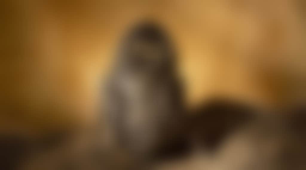 750C3793Bc6095B63Ffeffaf574835C4