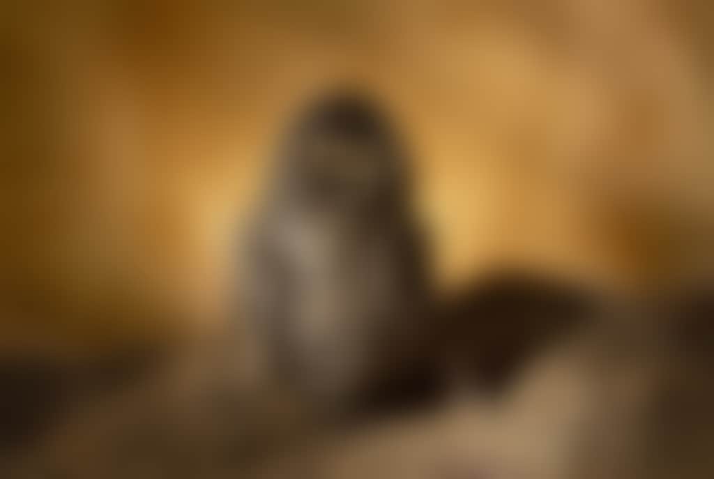 750C3793Bc6095B63Ffeffaf574835C4