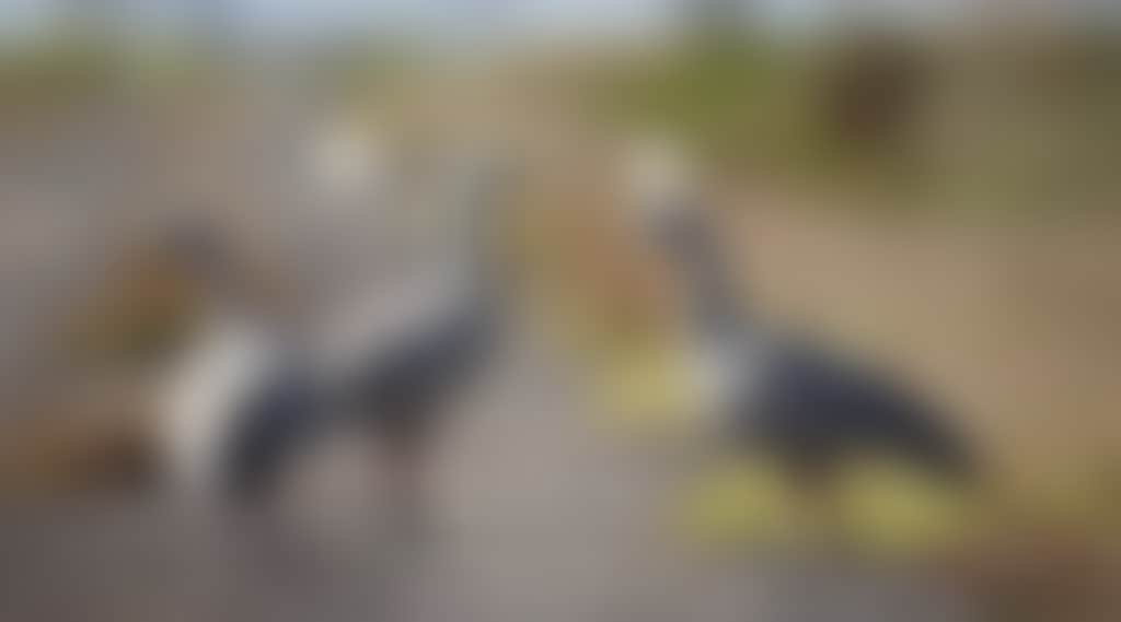 Birds on a road at WTP 2