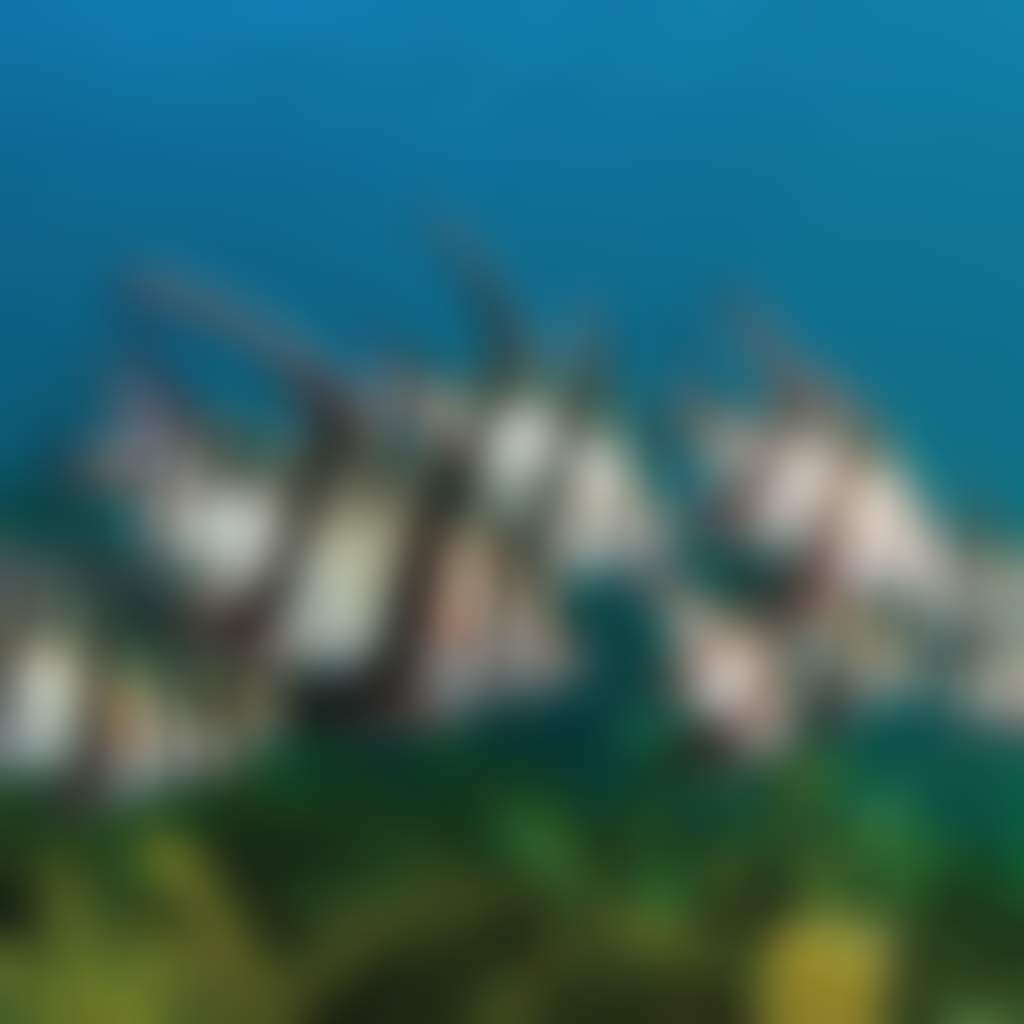 Snorkelling Williamstown