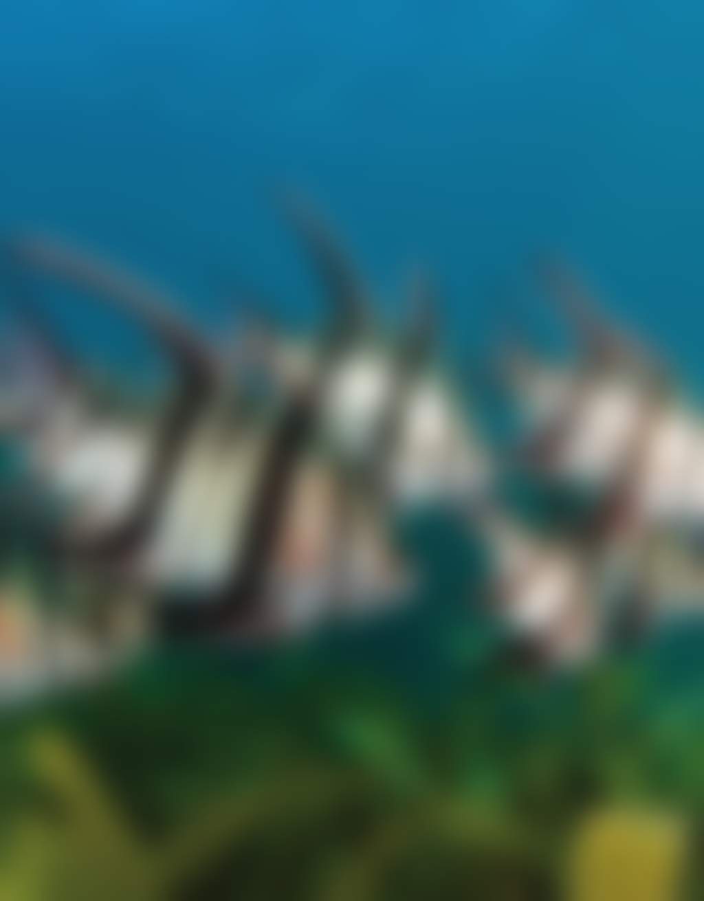 Snorkelling Williamstown