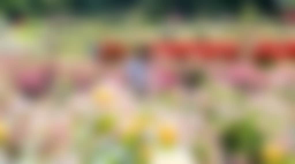 9991Ce93A160F44F6258Bb0139B7E674