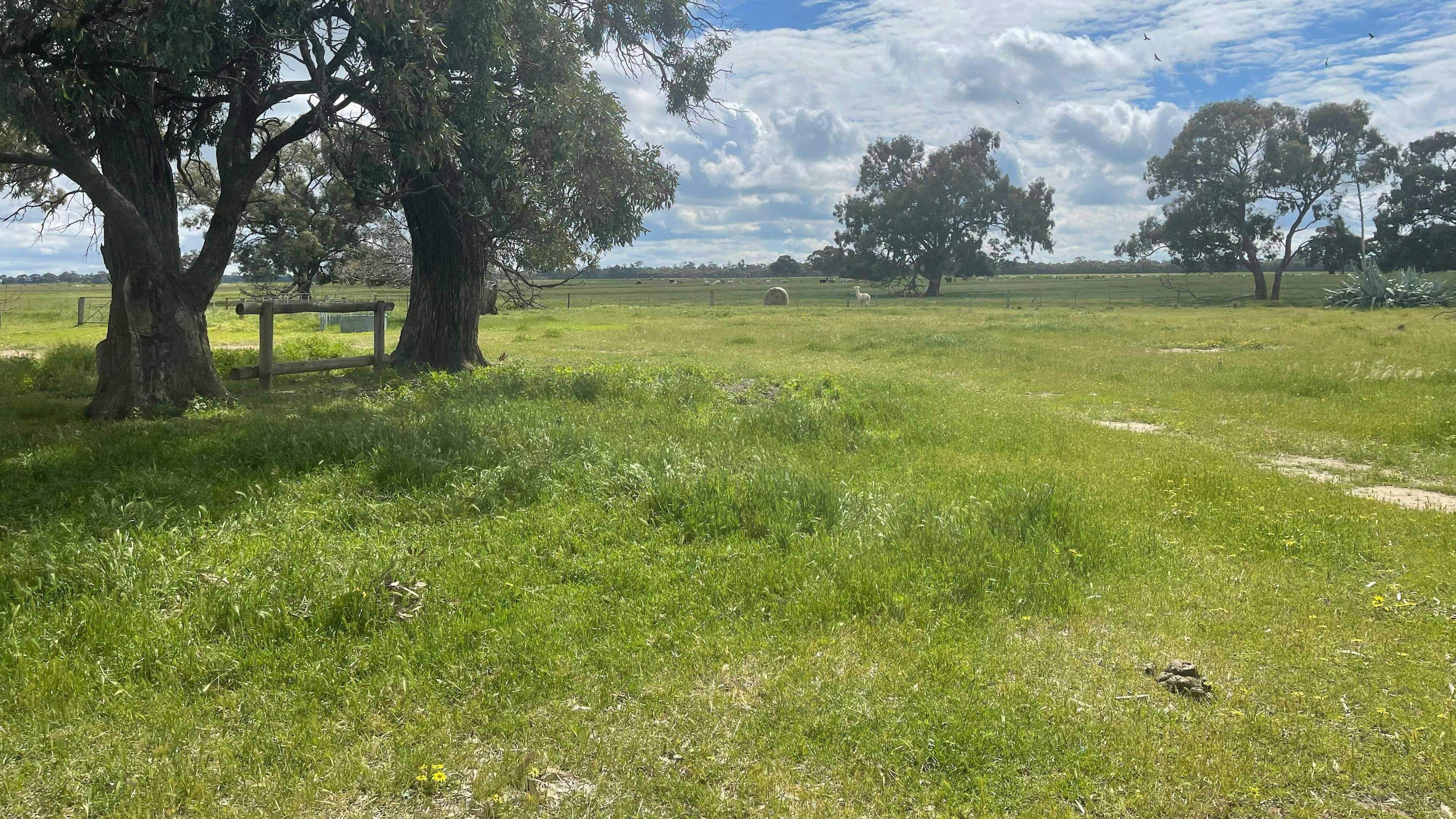 Tom-S-Run-Alpaca-Farm-Tom-S-Run-Alpaca-Farm-Riverina_7M2I7Mq