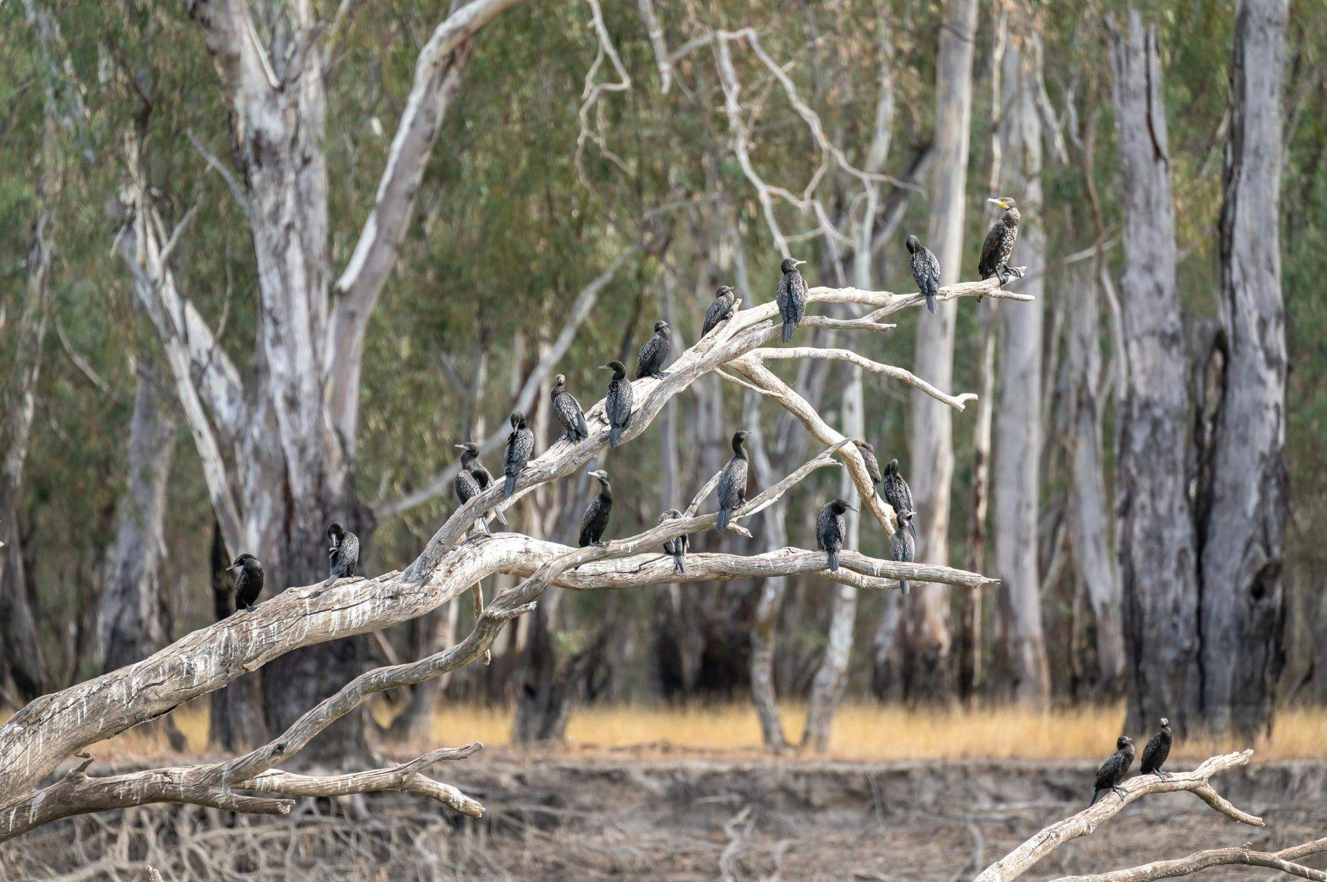 00Cb18F23A2F3Caf35F6191Abdb94B0D