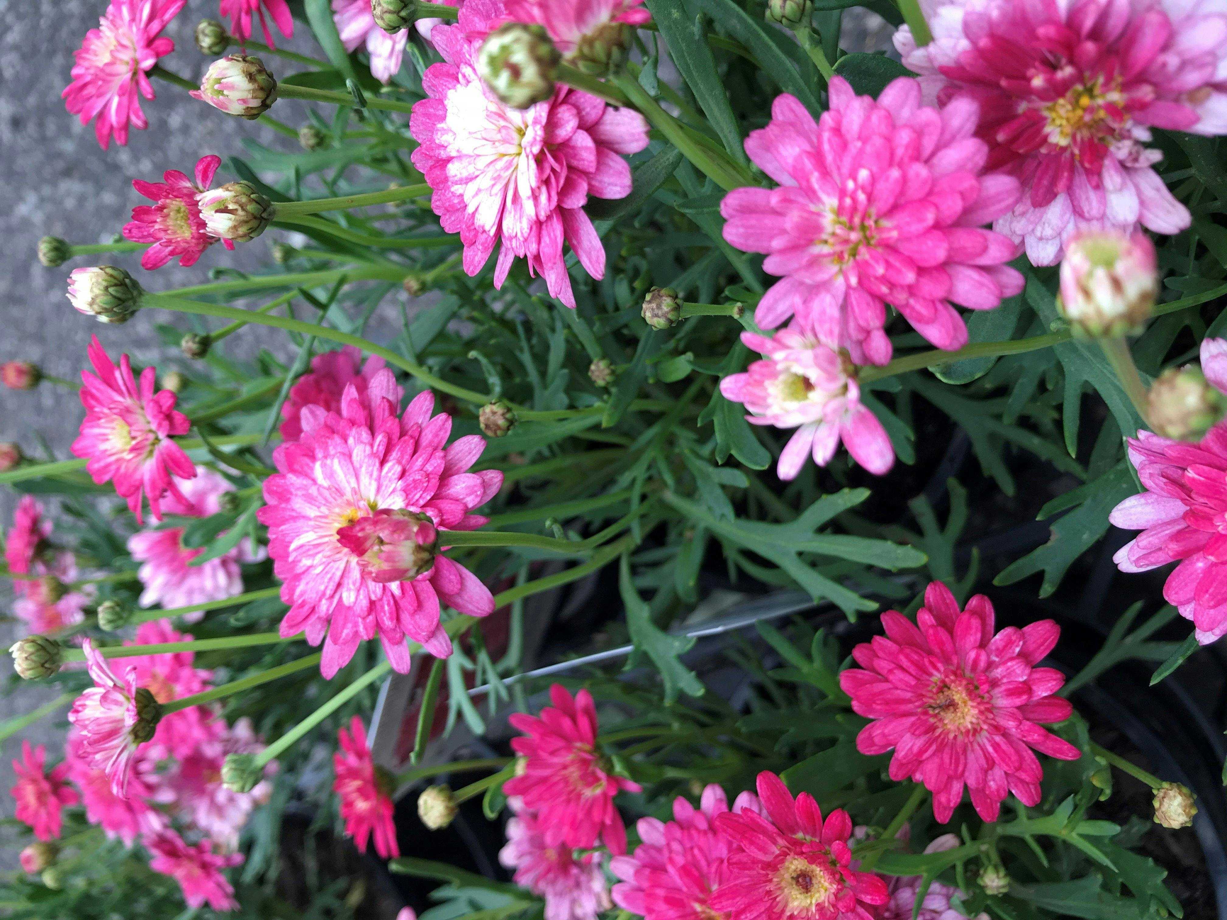 Fb84902E963A113Dc58F51Ef3000727F