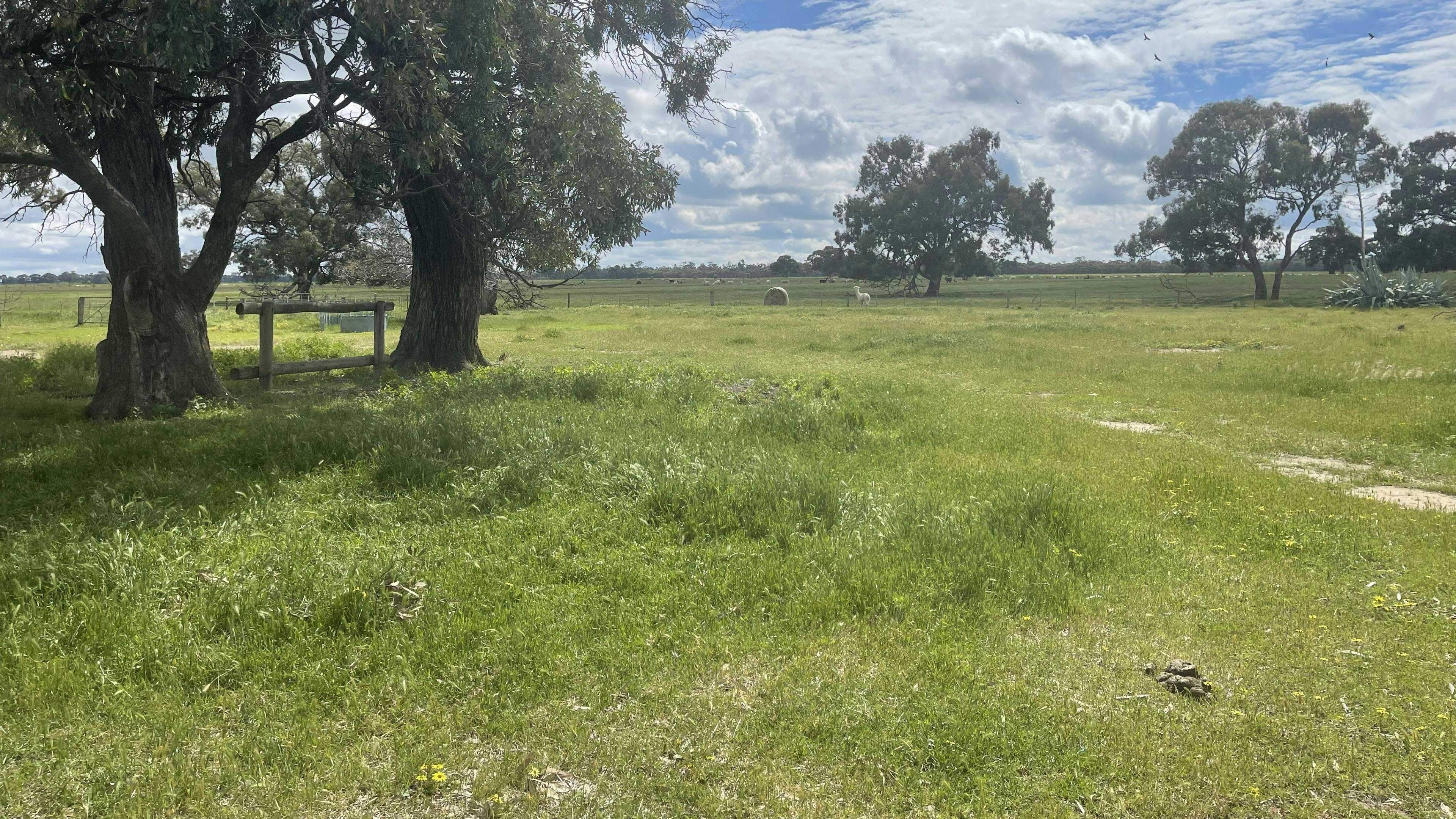 Tom-S-Run-Alpaca-Farm-Tom-S-Run-Alpaca-Farm-Unfurled-Riverina_D0L8Ub2